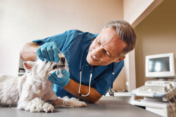 Best Emergency Tooth Extraction in Edgemere, MD